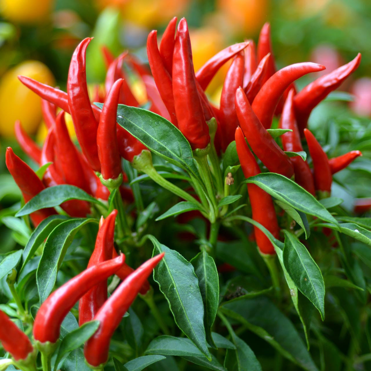 thai pepper seeds planting Thai Hot Chili Pepper (Capsicum annuum)