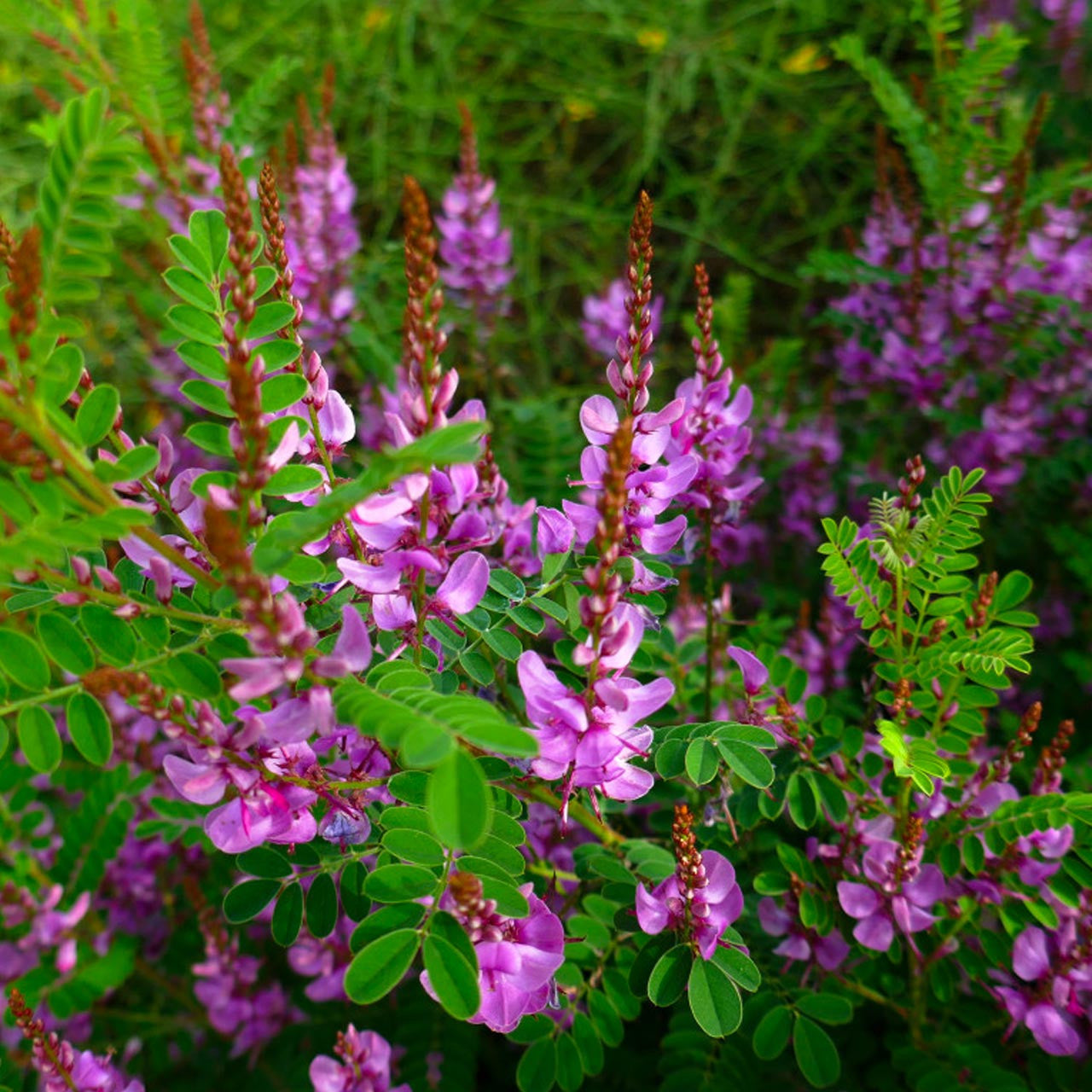 growing indigo plant from seed True Indigo (Indigofera tinctoria)
