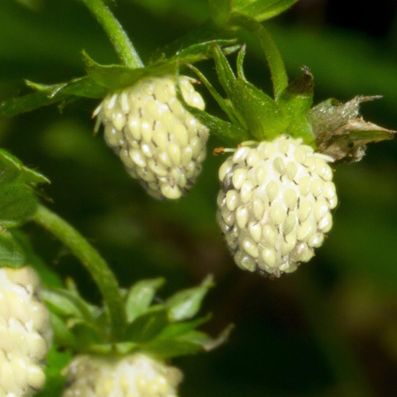 white alpine strawberry seeds White Soul Alpine Strawberry (Fragaria vesca) Perennial