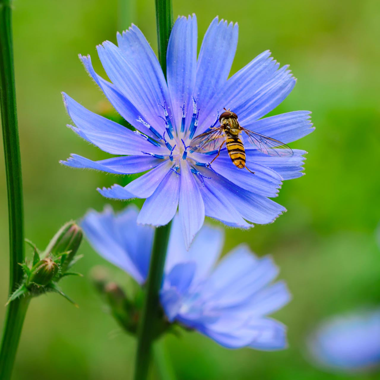 chicory wildflower seeds Wild Chicory Seeds (Cichorium intybus) | Native Electric Blue