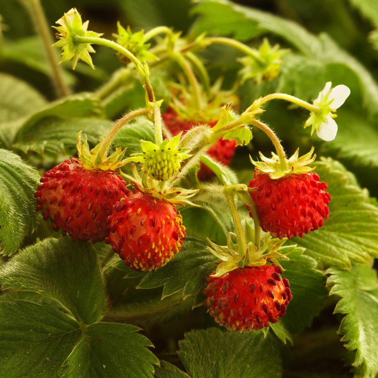 woodland strawberry seeds Wild Strawberry (Fragaria vesca) Perennial