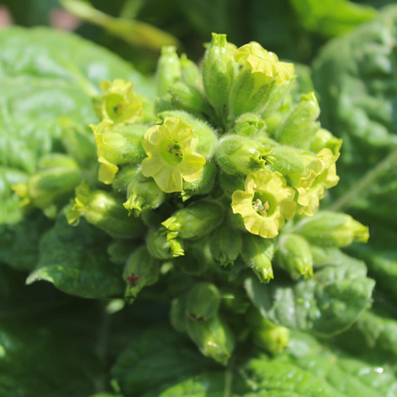 tobacco medicine Schwabe Daphne Indica 1X, Homeopathy Medicine for Tobacco addiction tobacco medicine Schwabe Daphne Indica 1X, Homeopathy Medicine for Tobacco addiction