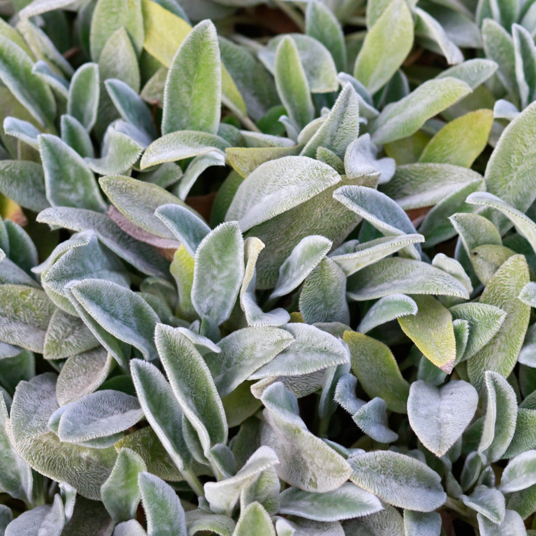 succulent lambs ear Woolly Lamb’s Ear (Stachys byzantina)