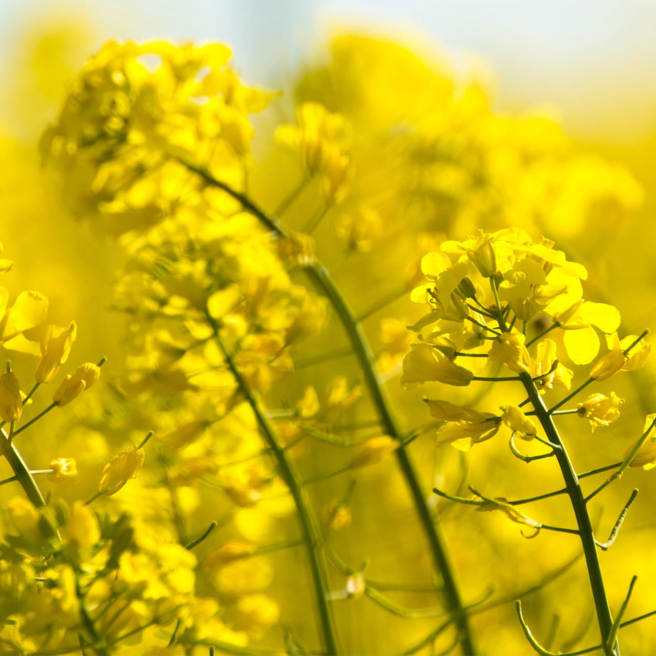 yellow seed plant Yellow Mustard (Sinapis alba)