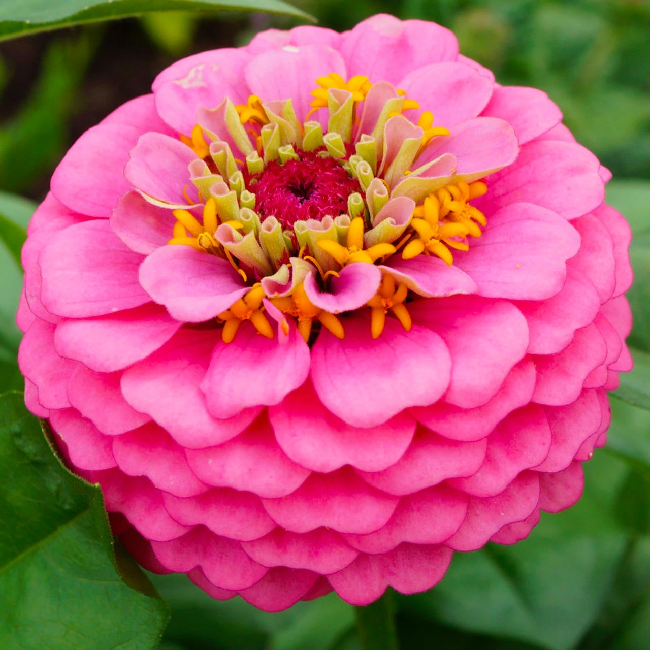 Adesivo Elegans rosa Zinnia nel giardino Adesivo Elegans rosa Zinnia nel giardino