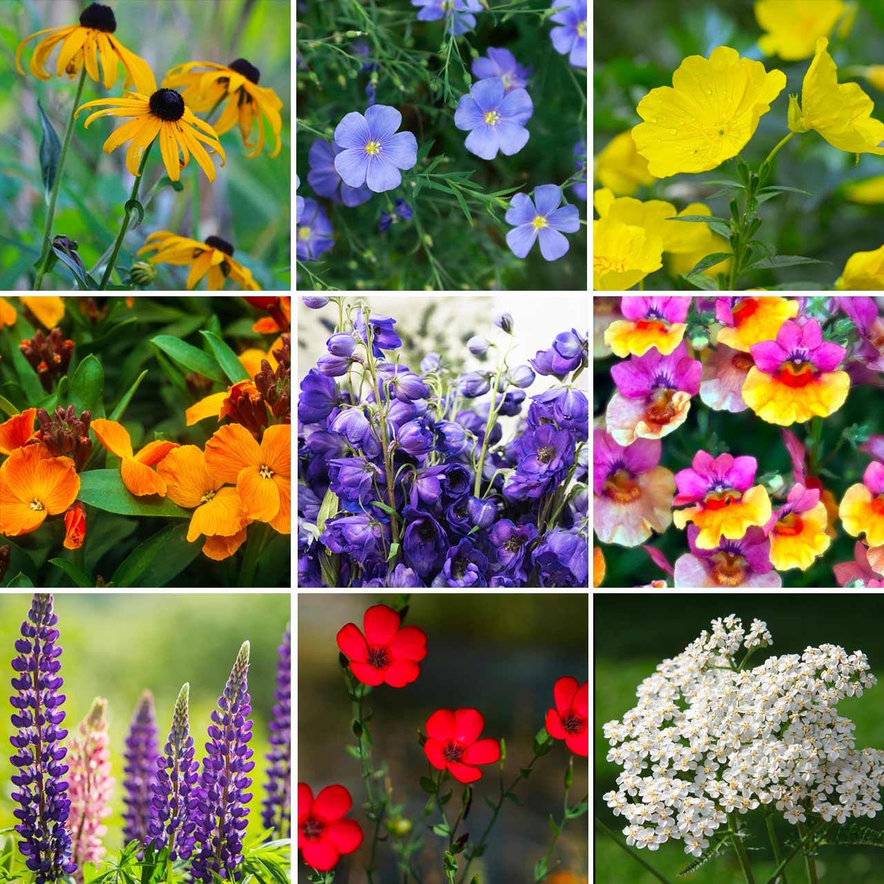 free wildflower seeds california Annie’s California Wildflower Mix
