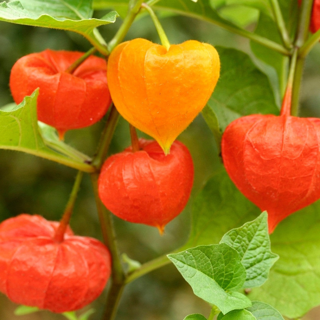 chinese lantern plant indoors Chinese Lantern (Physalis Alkekengi)