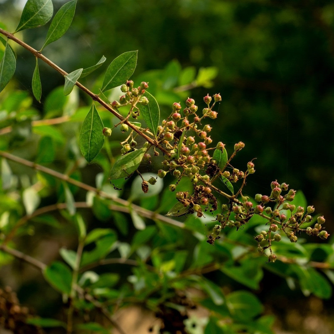 henna plant seeds Henna (Lawsonia inermis) – Annies Heirloom Seeds