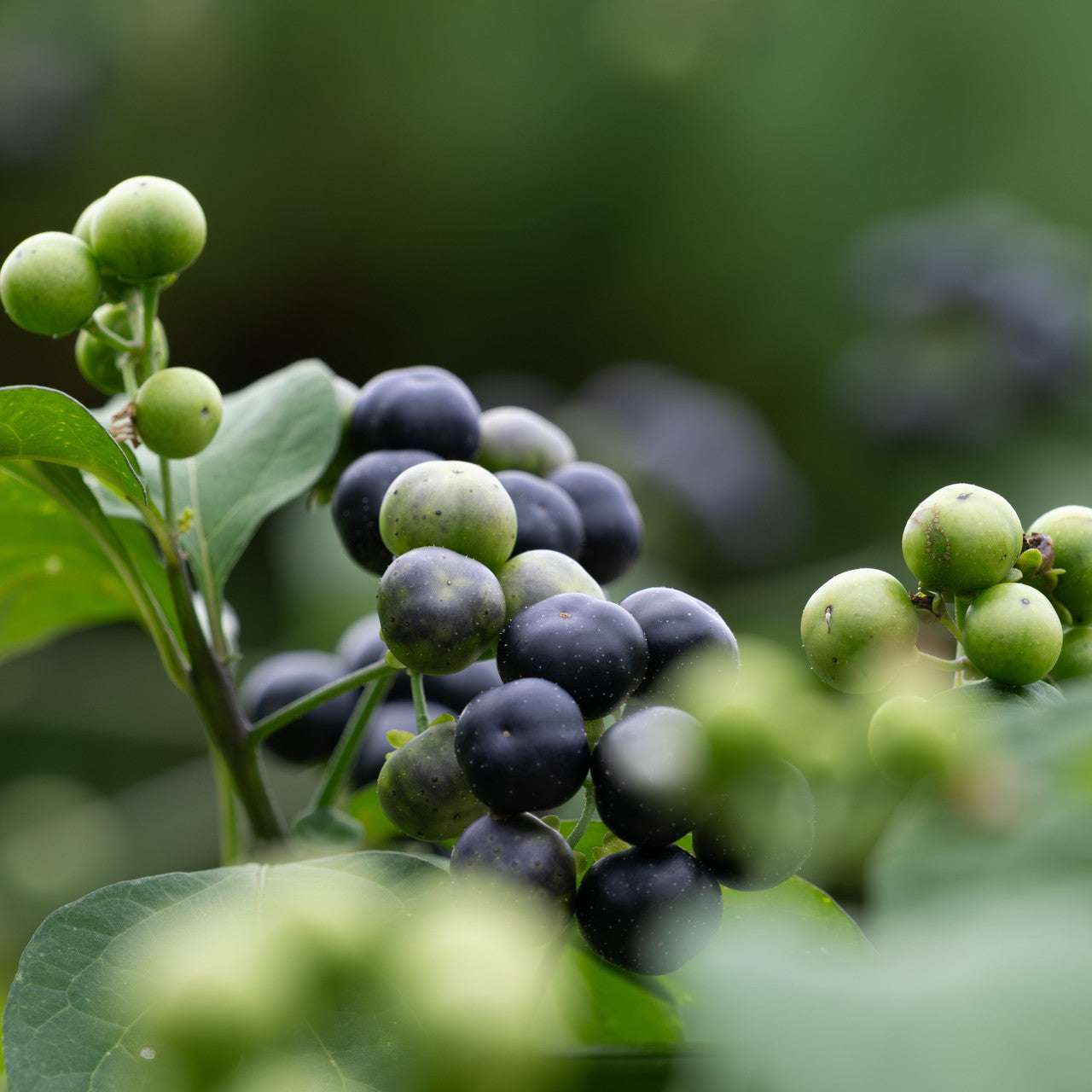 huckleberry seed plant Garden Huckleberry (Solanum melanocerasum) – Annies Heirloom Seeds