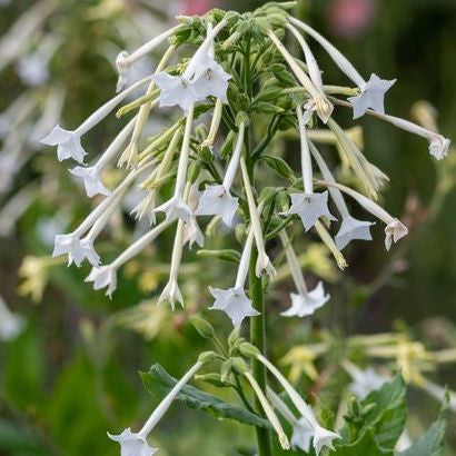 ghost pipe flower seeds Organic Ghost Pipes (Nicotiana sylvestris) Annual – Annies Heirloom Seeds