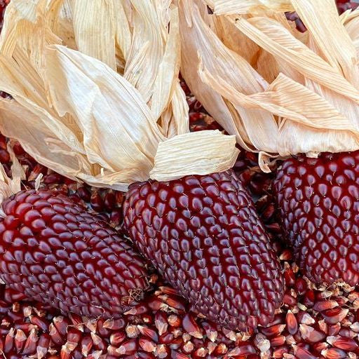 sweet strawberry seeds Organic Strawberry Popcorn (Zea mays)