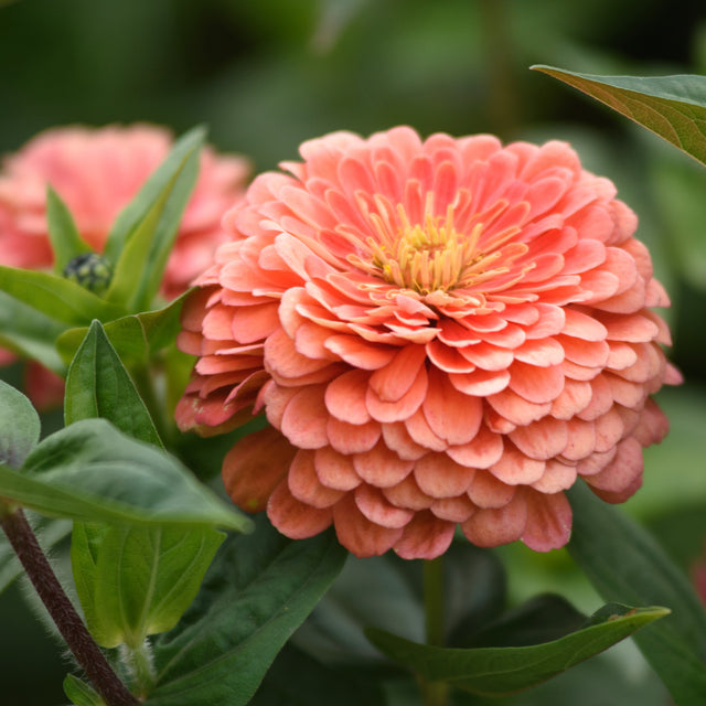 oklahoma seeds to plant in fall Organic Oklahoma Salmon Zinnia Seeds (Zinnia elegans) Annual