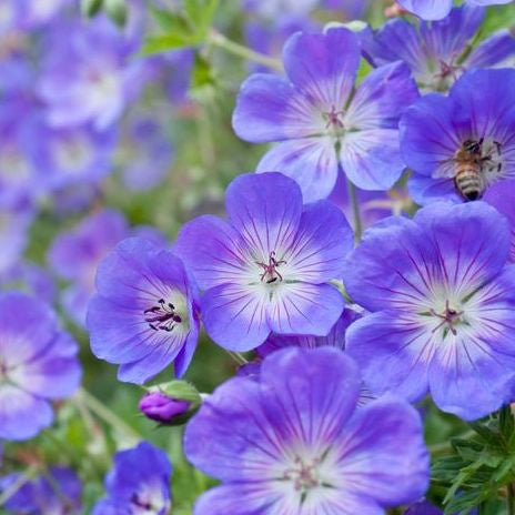 cranesbill geranium seeds for sale Meadow Cranesbill (Geranium pratense) Perennial