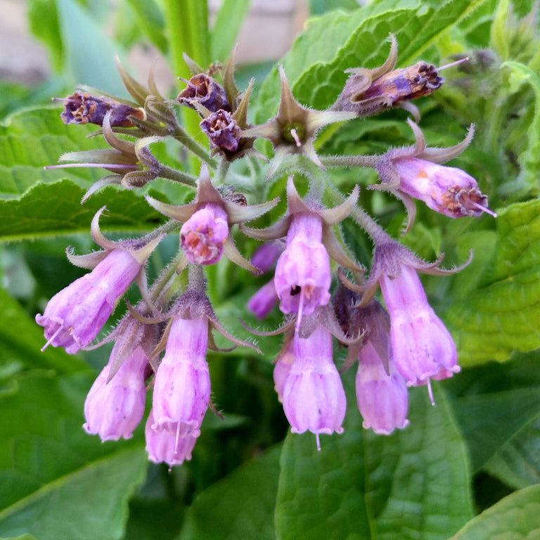 comfrey plant seeds for sale Common Comfrey (Symphytum officinale)