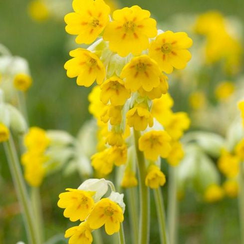 planting cowslip seeds Cowslip (Primula veris) Perennial