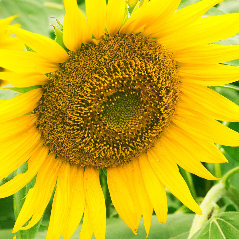 Organic Sunflower Mongolian Giant Seeds - Tonkadale Organic Sunflower Mongolian Giant Seeds - Tonkadale