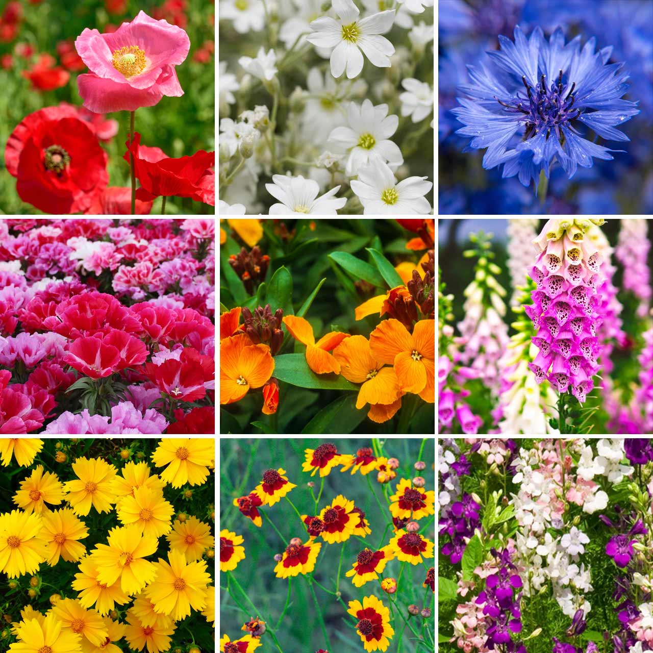 shade loving wildflower seed mix Annie’s Partial Shade Wildflower Mix