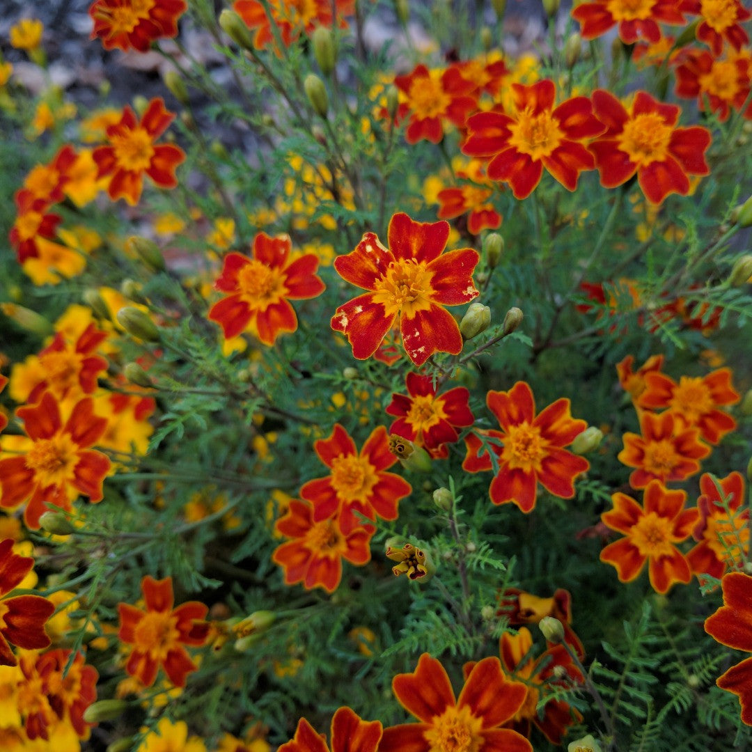 red marigold seeds Red Gem Marigold (Tagetes tenuifolia) – Annies Heirloom Seeds