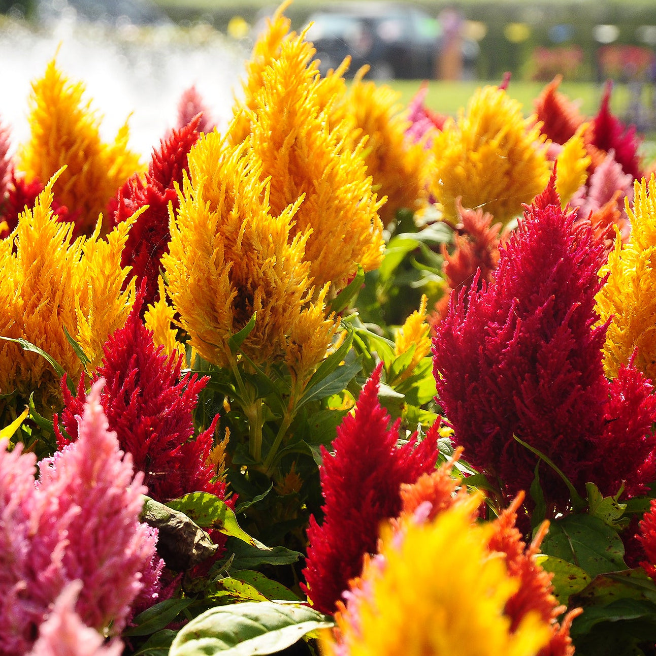 celosia asian garden seeds Organic Pampas Plume Celosia Mix (Celosia argentea plumosa) Annual