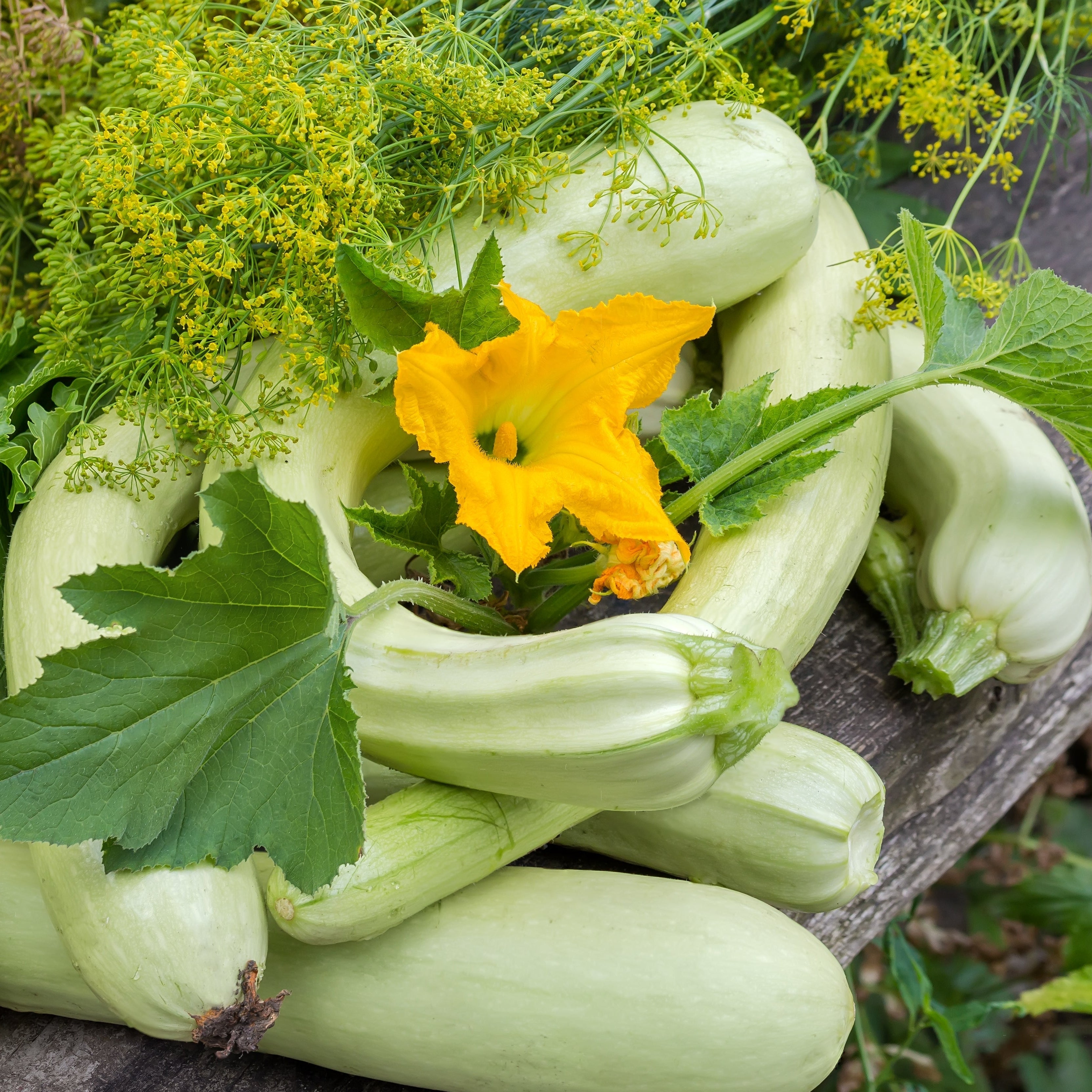 zucchini plant seeds Zucchini Long White of Palermo Seeds (Cucurbita pepo)