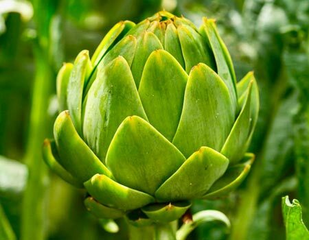 Artichokes & Cardoon