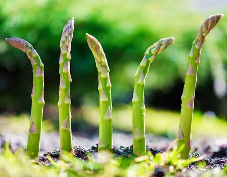 Asparagus