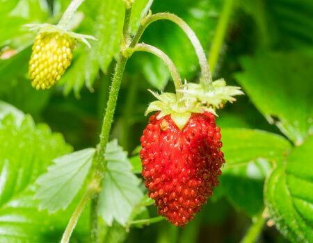 Berries