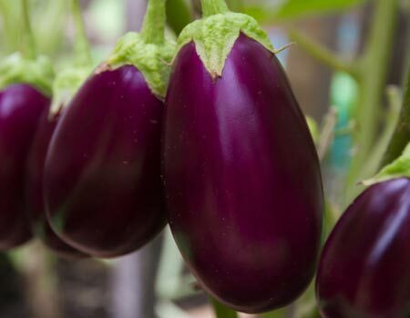 Eggplant