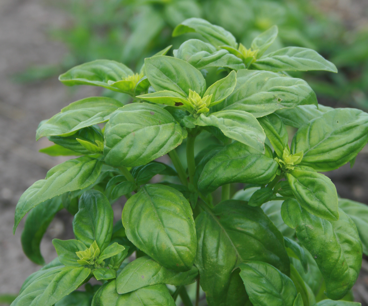 Herb Gardens