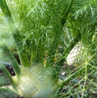 Organic Fennel