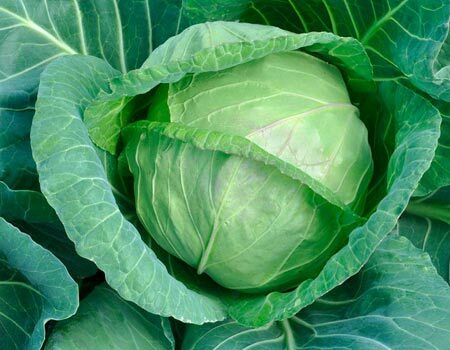 Cabbage