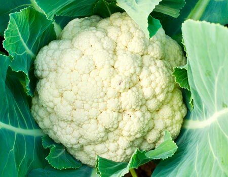 Origonal Coliflower Organic Cauliflower – Annies Heirloom Seeds