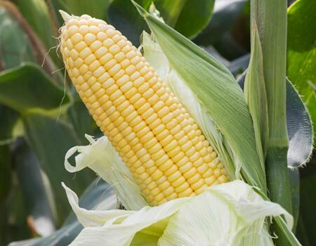 Corn