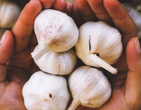 Organic Garlic Bulbs