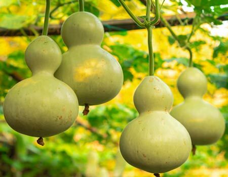 Organic Gourds