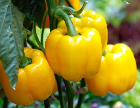 Peppers