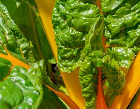 Organic Swiss Chard