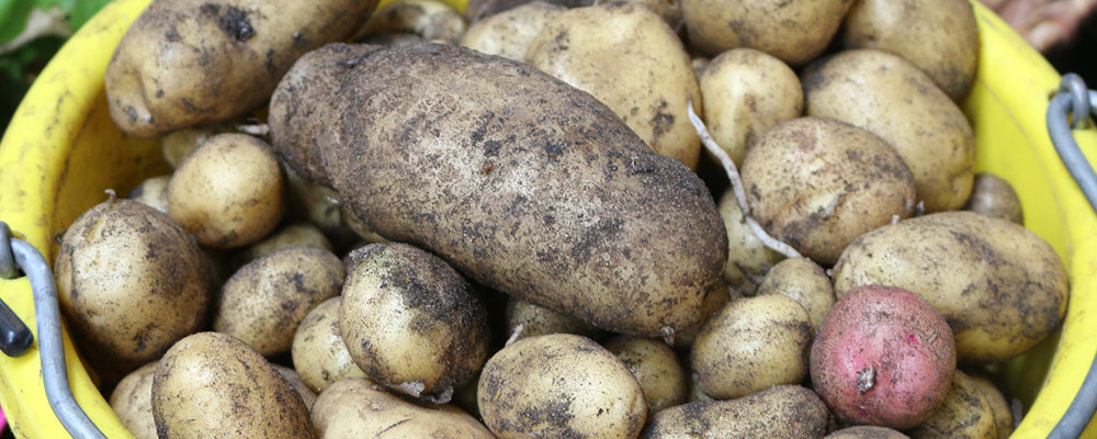 Organic Seed Potatoes
