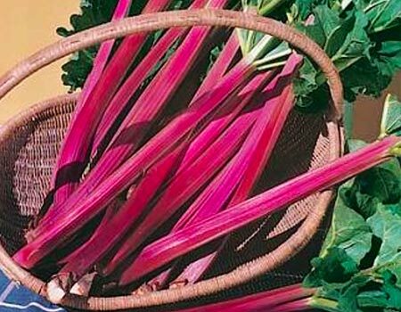 Rhubarb