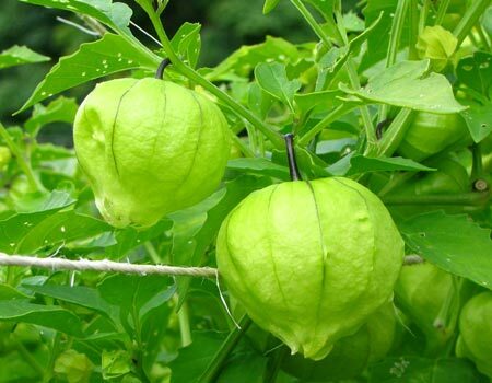 Tomatillos and Ground Cherries