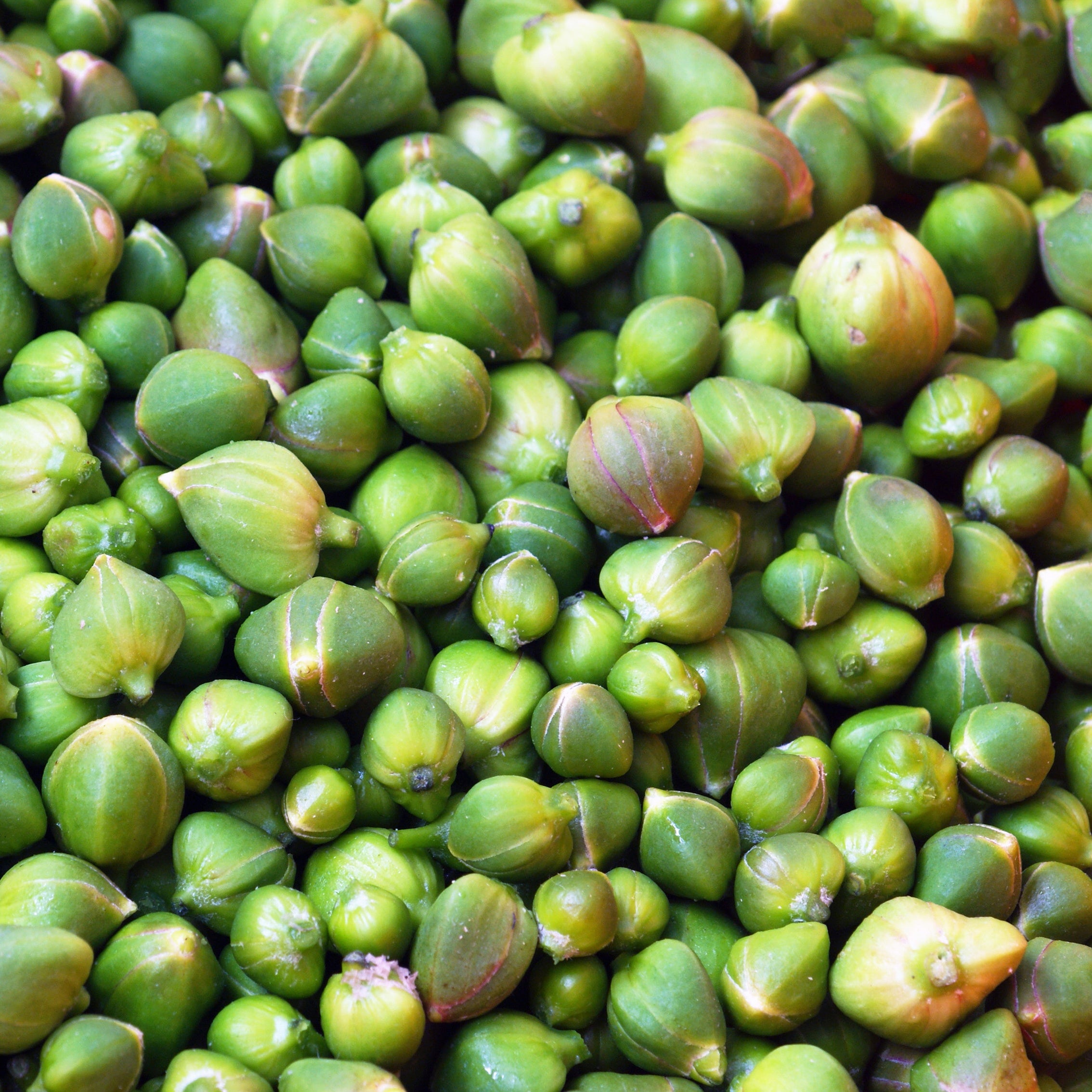 caper plant seeds Caper Bush Seeds (Capparis spinosa) Perennial