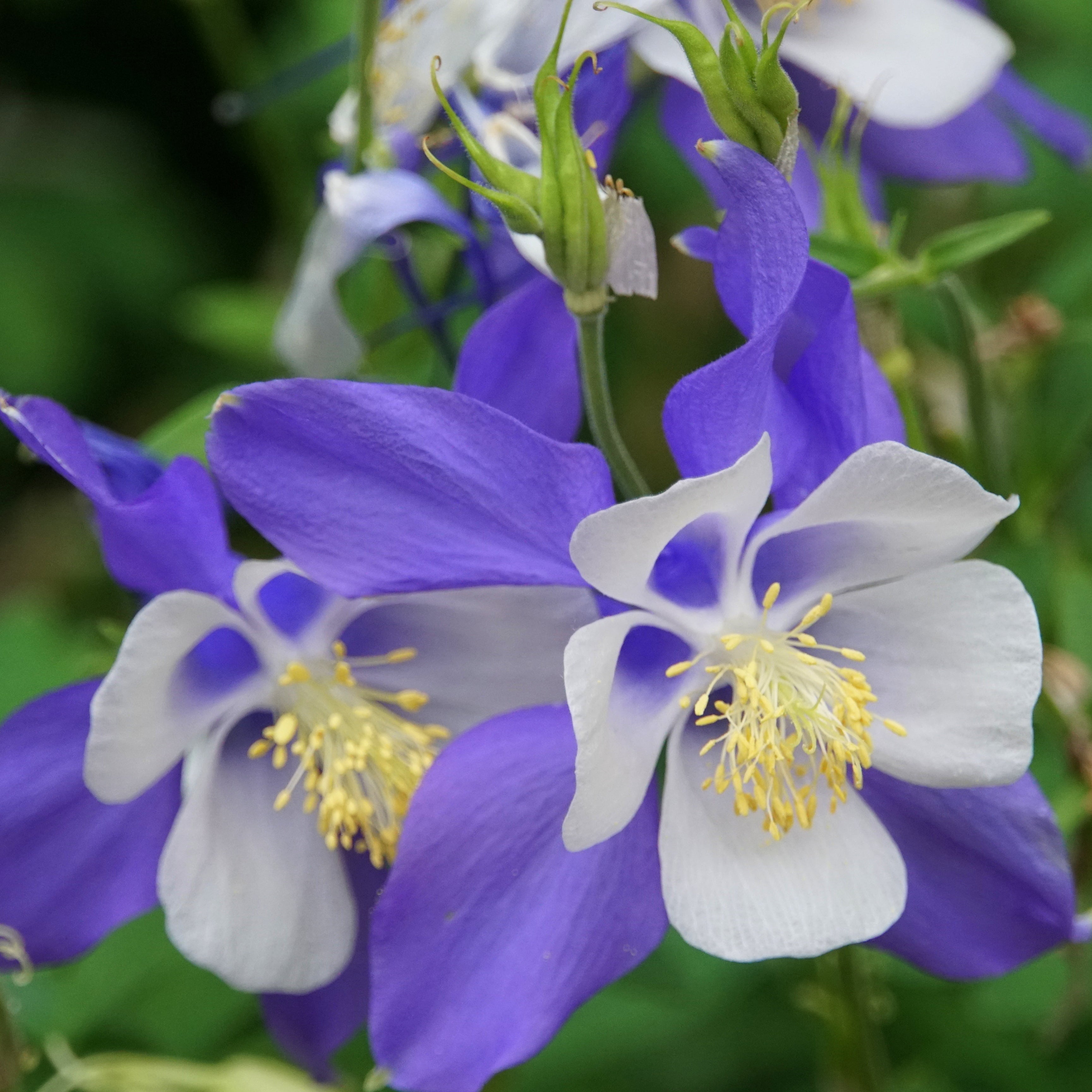 colorado columbine flower seeds Colorado Blue Columbine (Aquilegia coerulea) Perennial