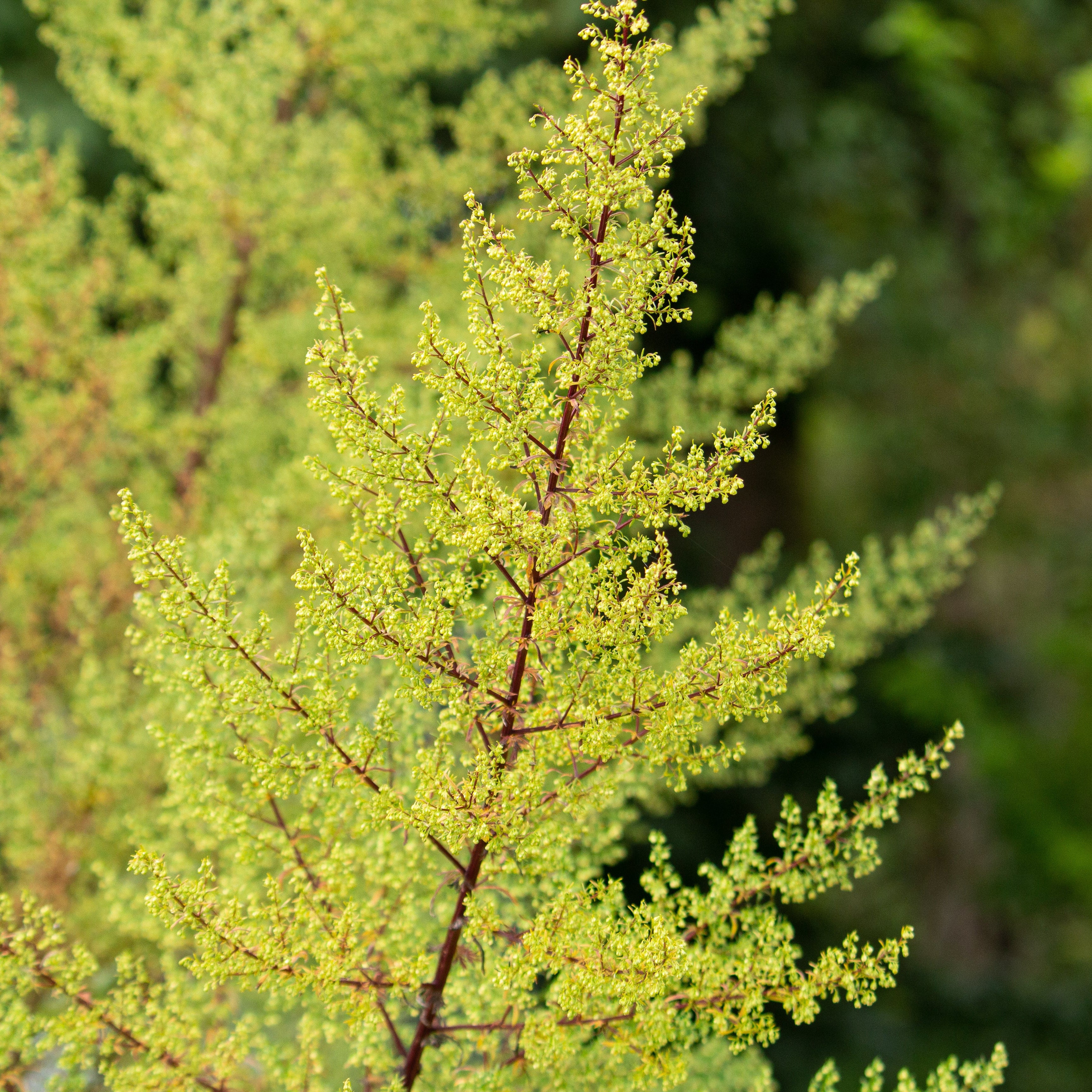 sweet annie plant seeds Organic Sweet Annie (Artemesia annua) Annual