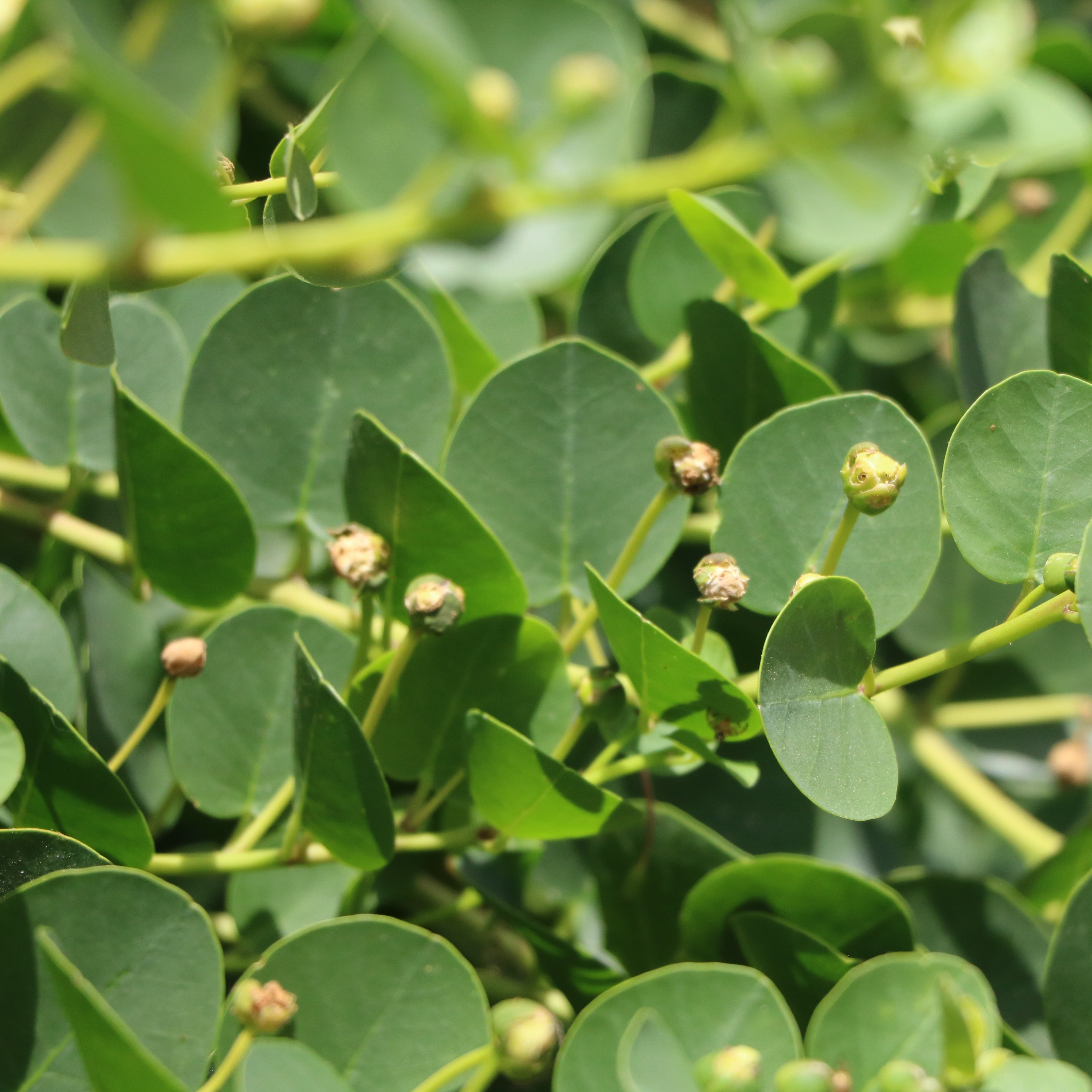 caper plant seeds Caper Bush Seeds (Capparis spinosa) Perennial