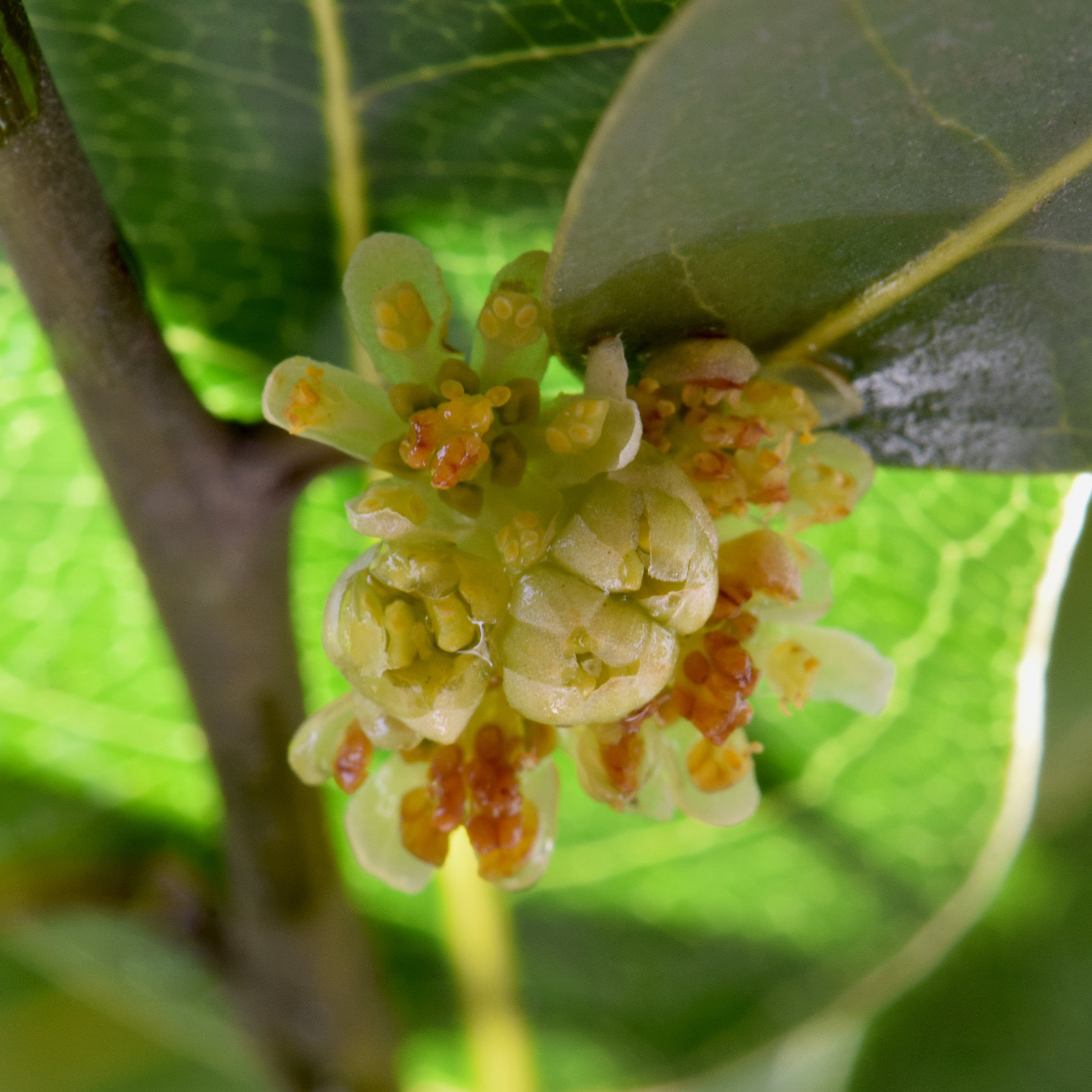 bay plant seeds Bay Laurel Seeds (Laurus nobilis) – Annies Heirloom Seeds