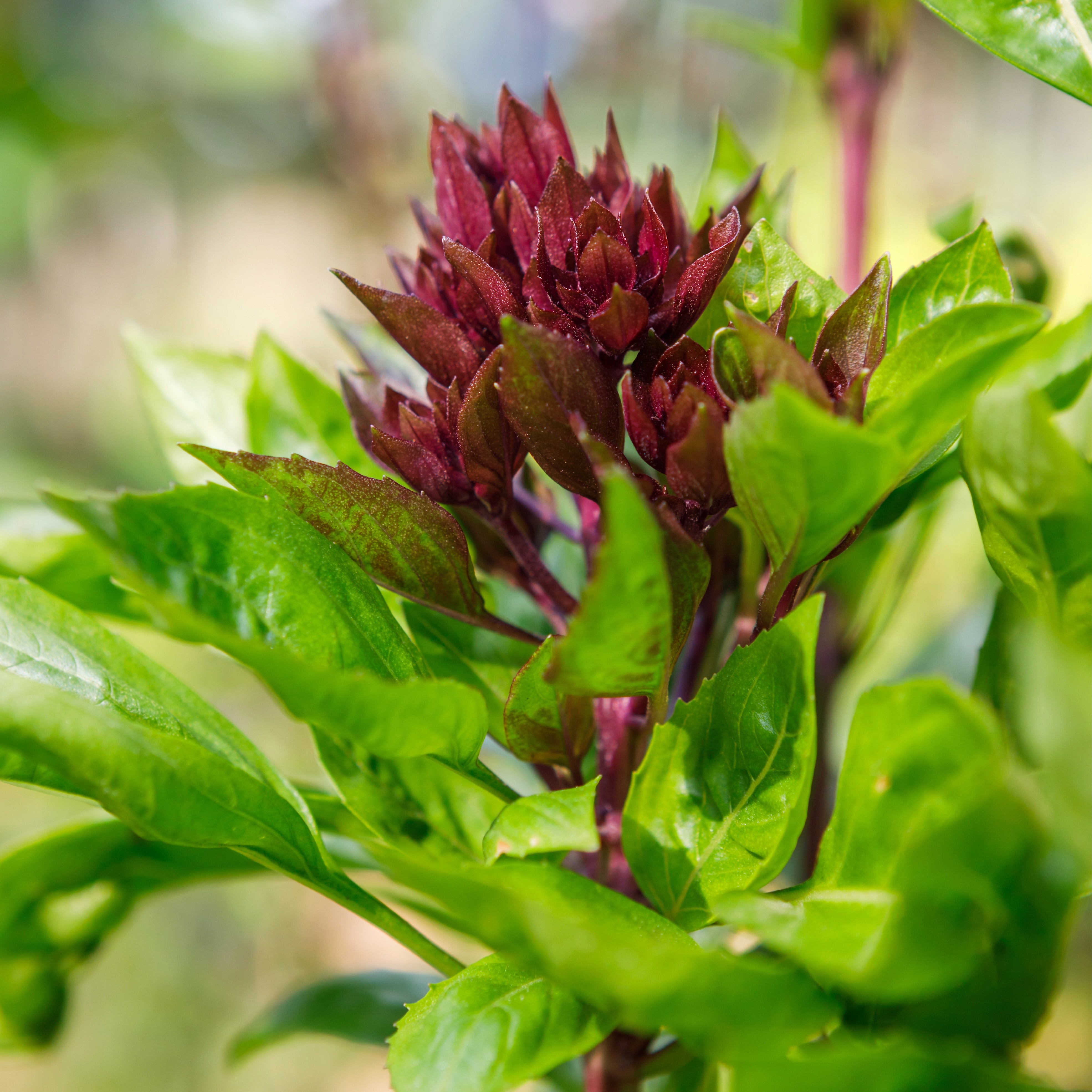 Organic Cardinal Basil Seeds (Ocimum basilicum) – Annies Heirloom Seeds