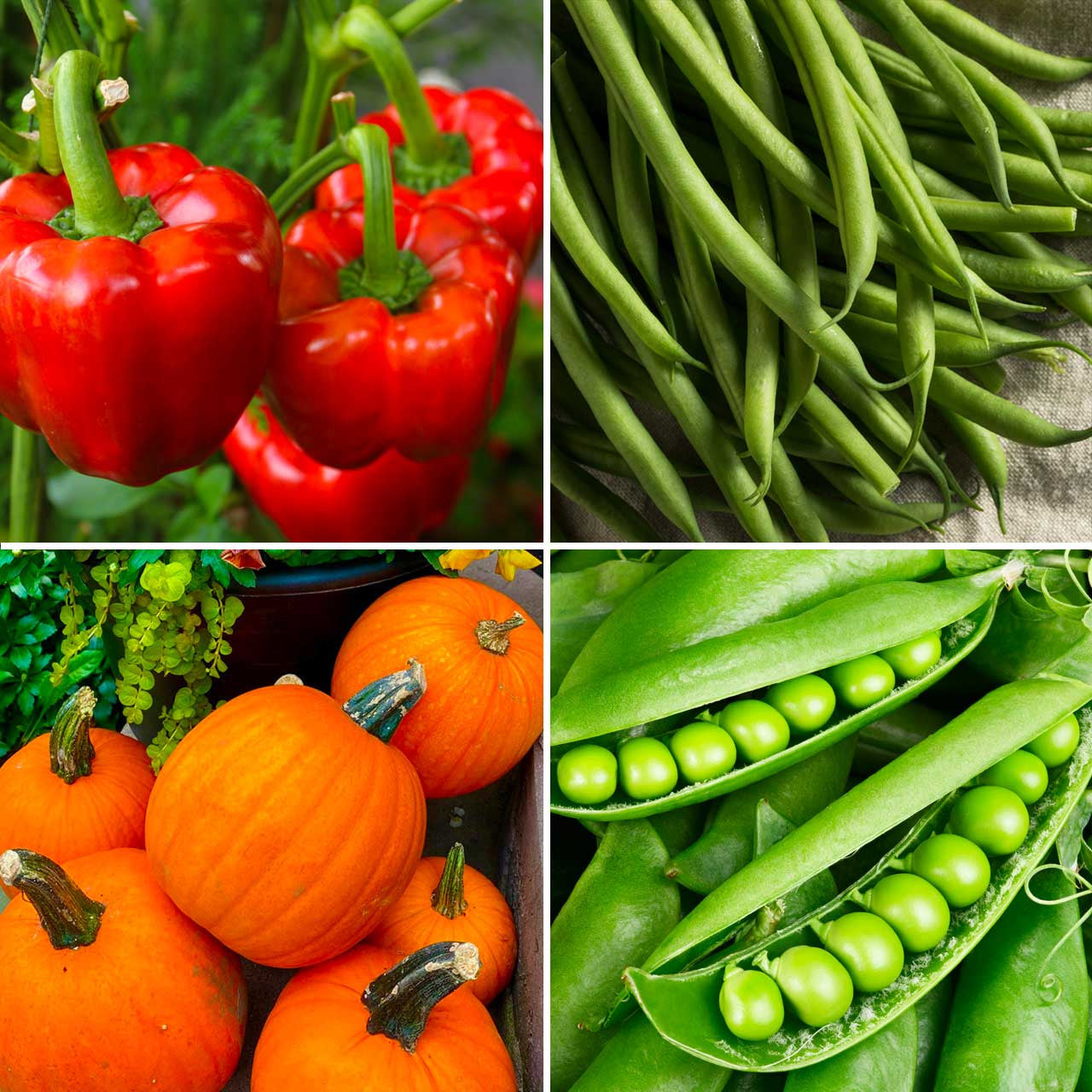 Annie's Dream Garden Kit Annies Heirloom Seeds