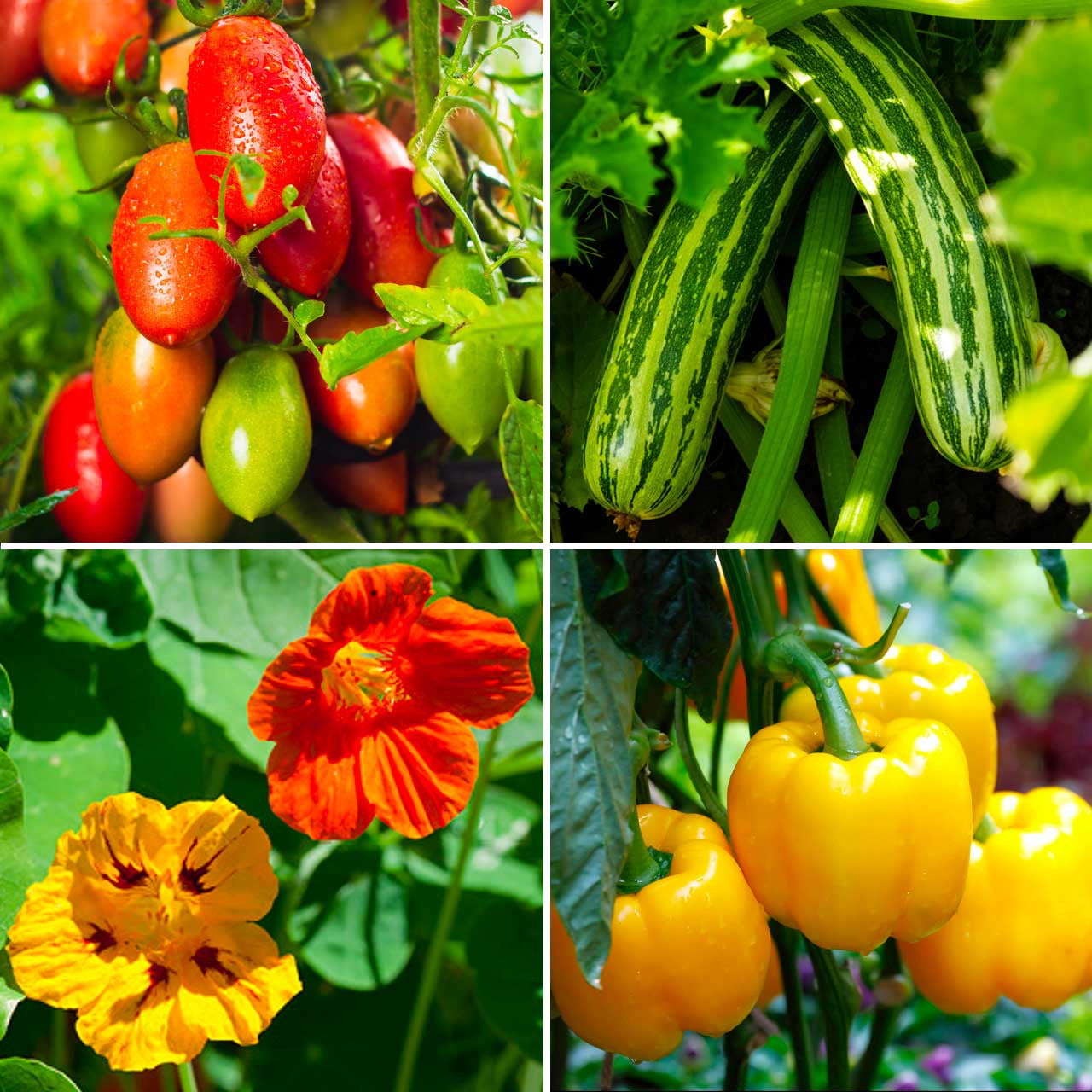 Annie's Favorites Garden Kit Annies Heirloom Seeds