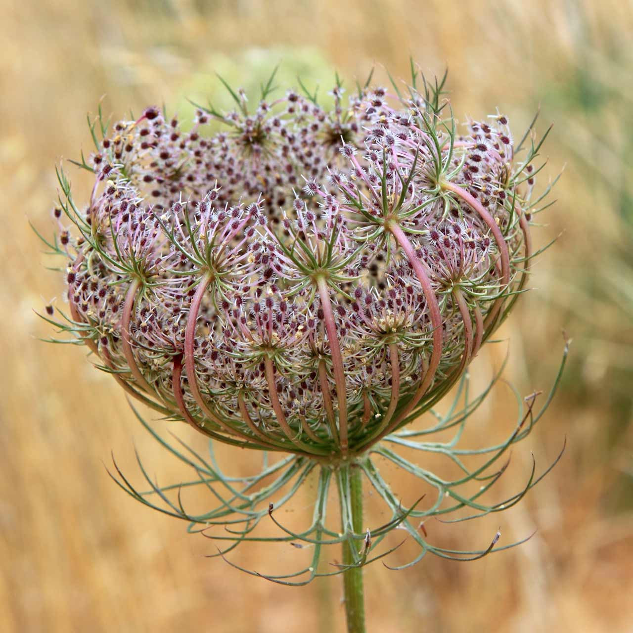 dara flower seeds Dara/Queen Anne’s Lace (Daucus carota) Biennial