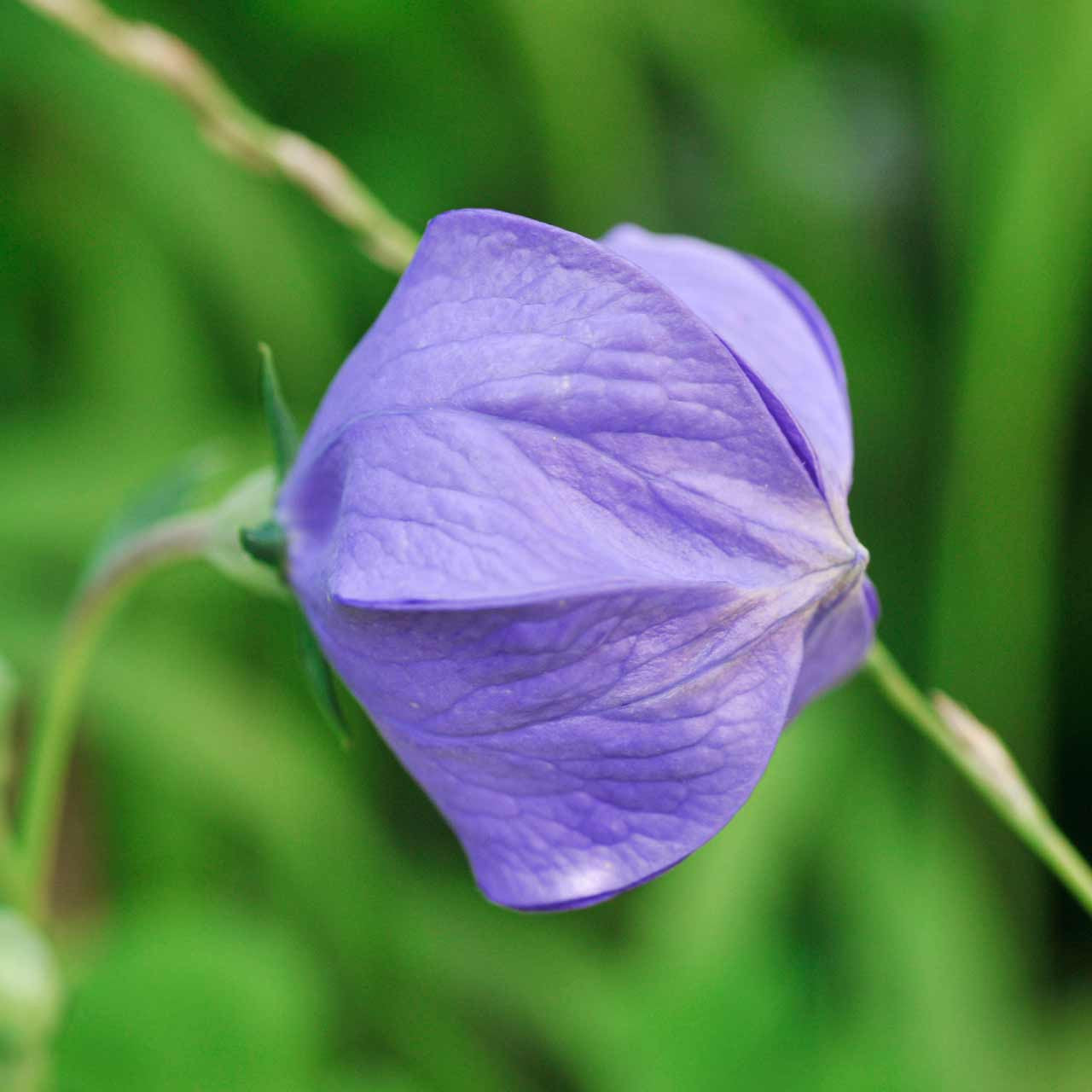 balloon flower seeds for sale Balloon Flower (Platycodon grandiflorus) Perennial